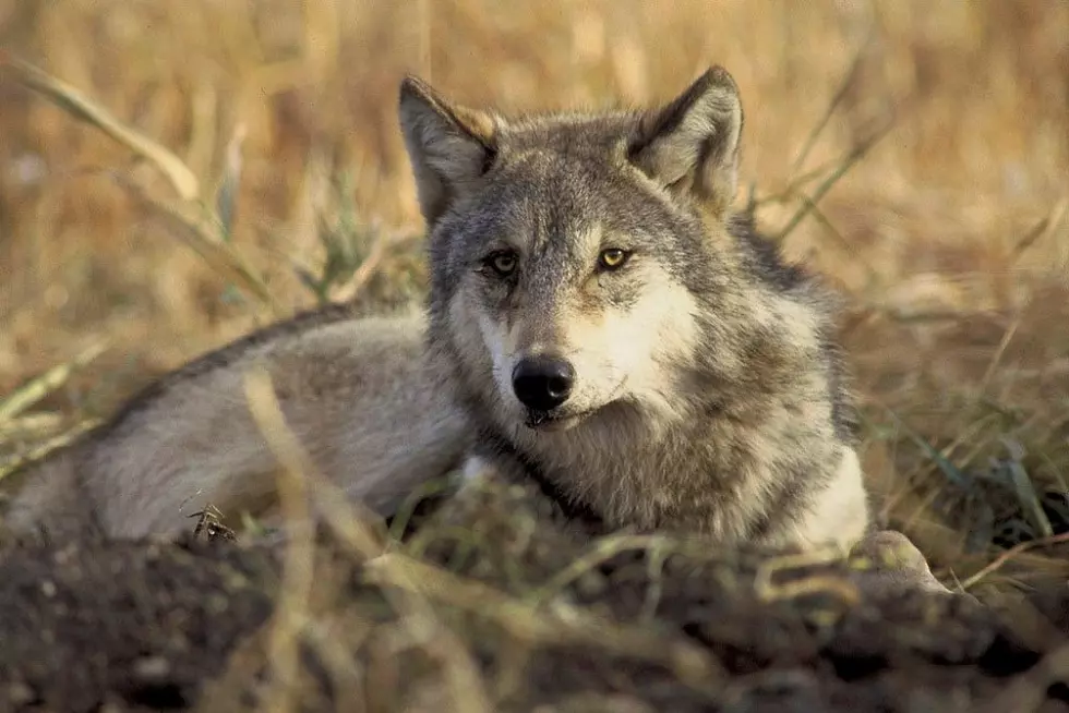 Endangered species? Wolves on rocky footing in usually &#8216;green&#8217; Oregon