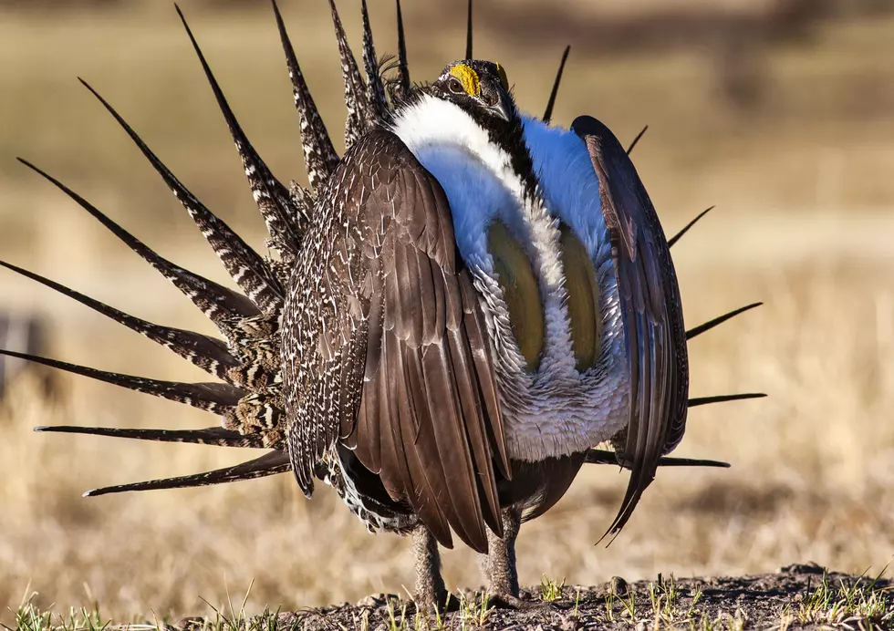 Environmentalists sue over latest sage grouse plans