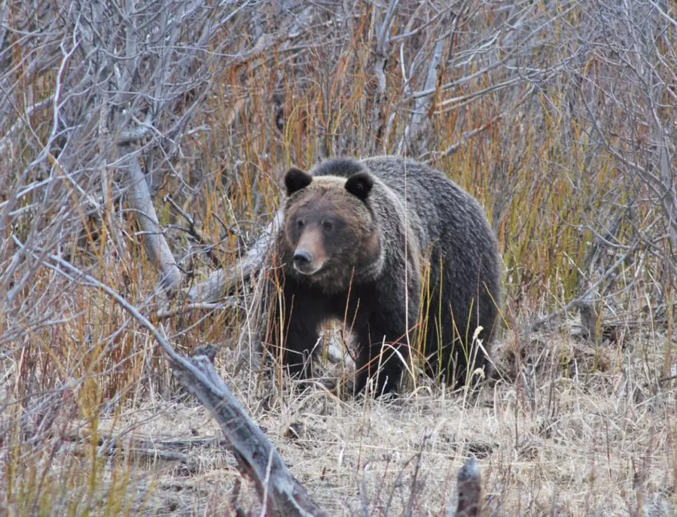 Montana FWP, feds, Wyoming ag groups appeal Yellowstone grizzly protection
