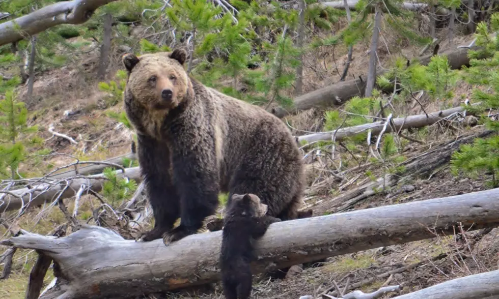 Missoula federal judge returns Yellowstone grizzlies to protected status