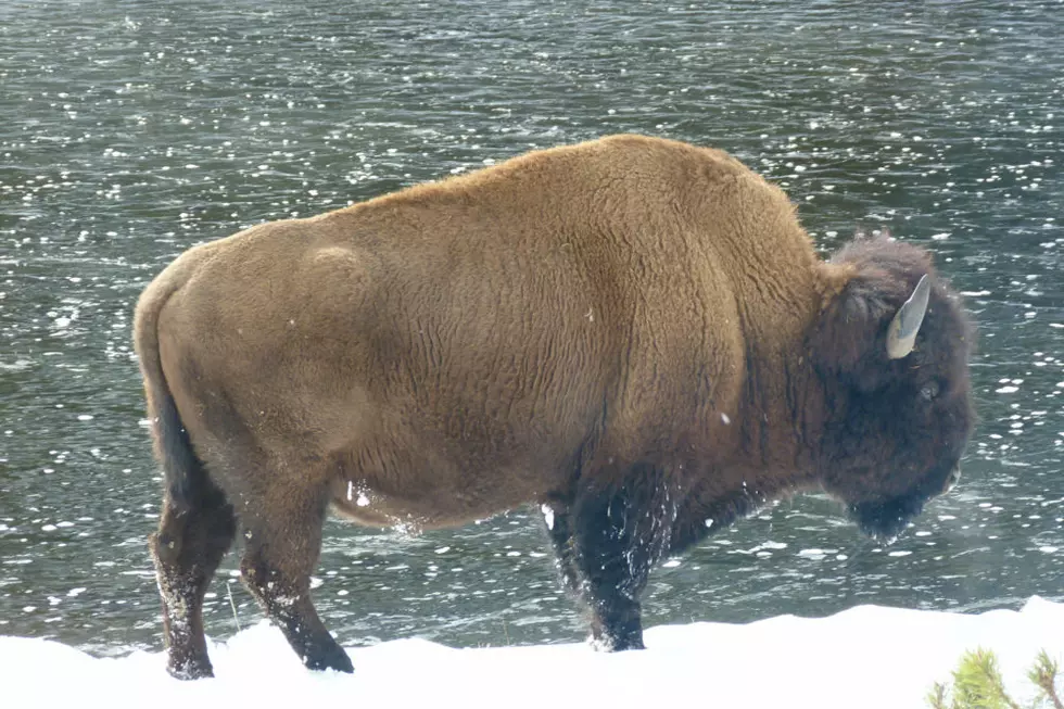 Conservation groups sue to force federal protection of wild bison