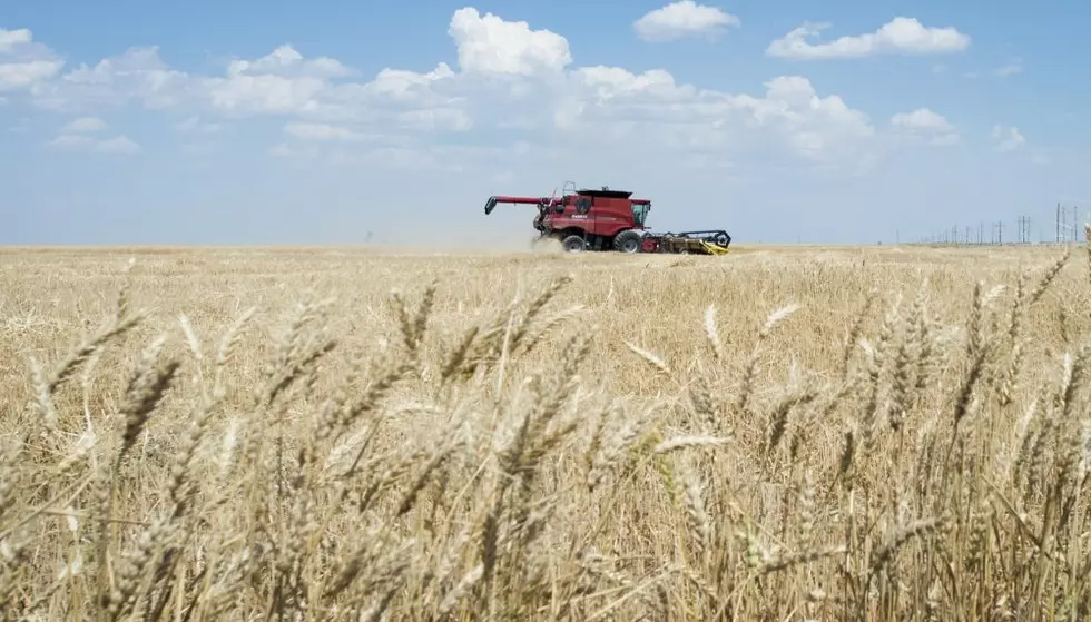 Trump&#8217;s trade policies drain profits from Montana wheat farmers