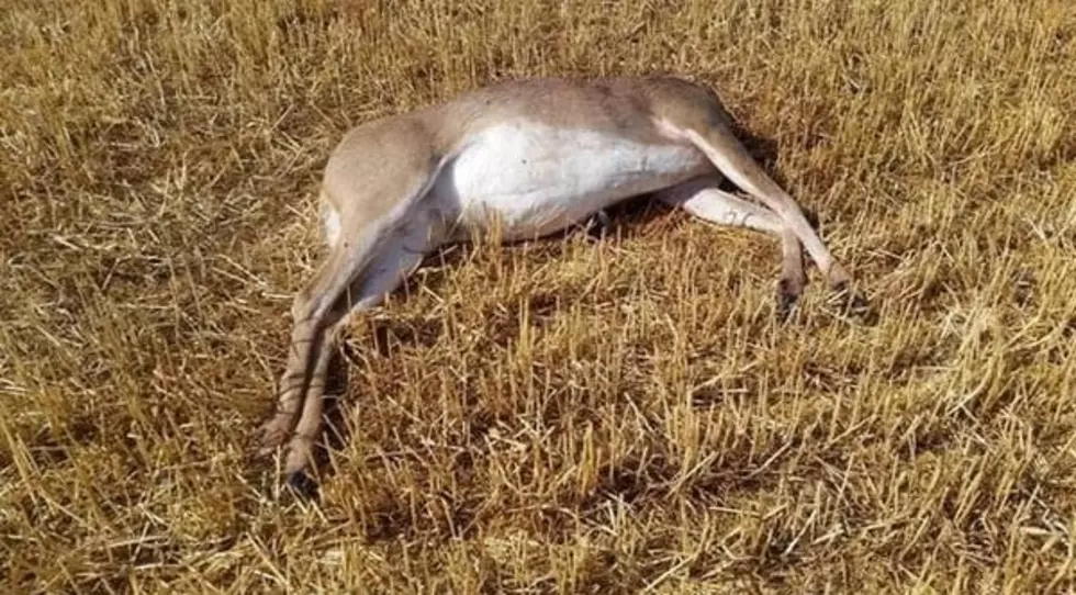 Montana FWP investigates illegal kills of deer, bull elk near Whitefish