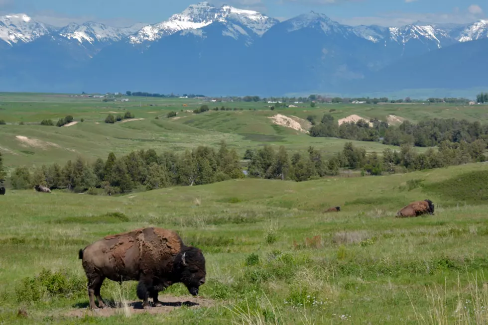 Legislative week in review: Vaccinations, bison grazing, country-of-origin labels