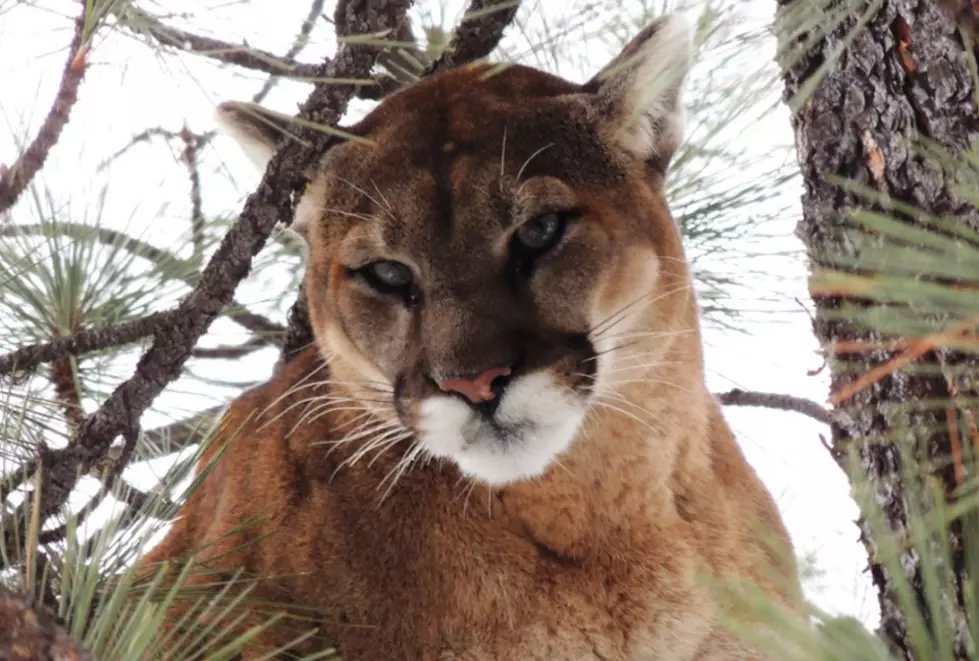 Montana FWP: Make mountain lion management areas huge to reflect cats&#8217; behavior