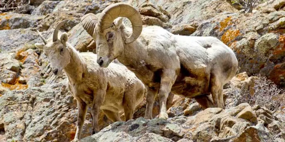 Montana FWP backs away from plans to establish new bighorn sheep herds