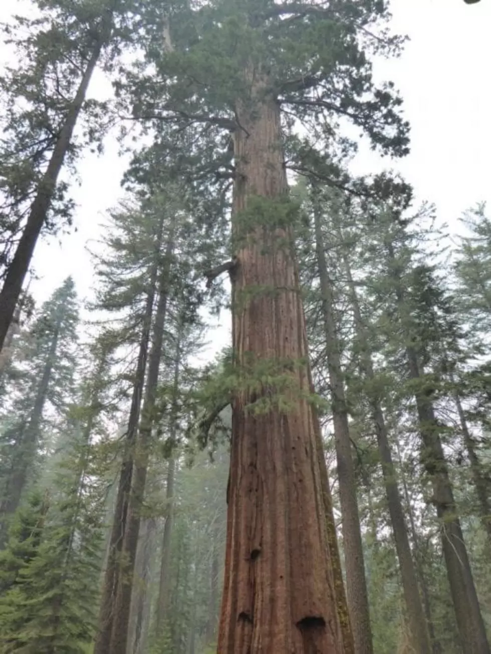 Federal judge: U.S. law doesn&#8217;t protect ancient trees from logging