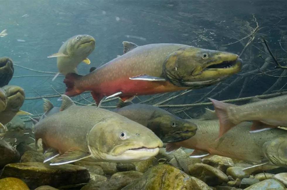 Conservation groups convince feds to better protect bull trout &#8230; without lawsuits