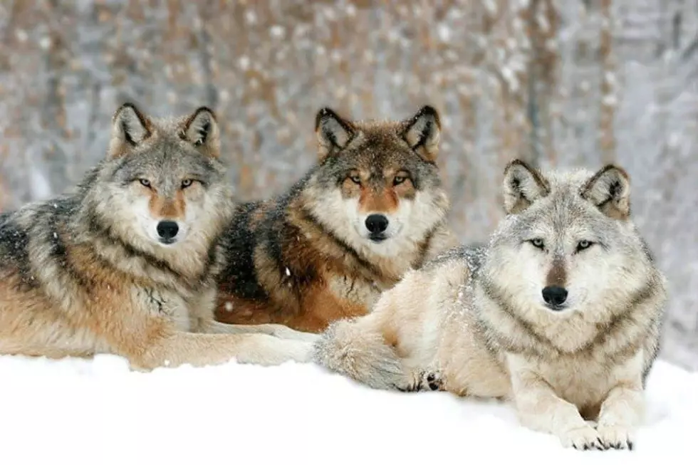 Legislators consider bills to increase the opportunity, methods to kill Montana wolves