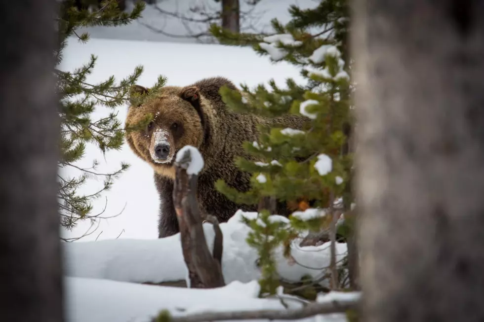 Montana Wildlife Federation: Grizzly bear council shows how Montanans solve problems