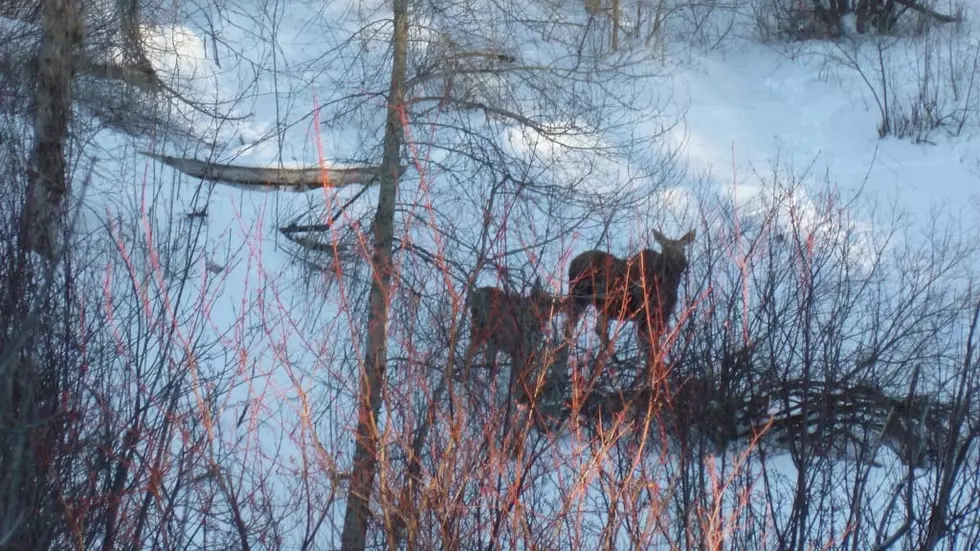 Moose, calf take up residence in Missoula&#8217;s Greenough Park