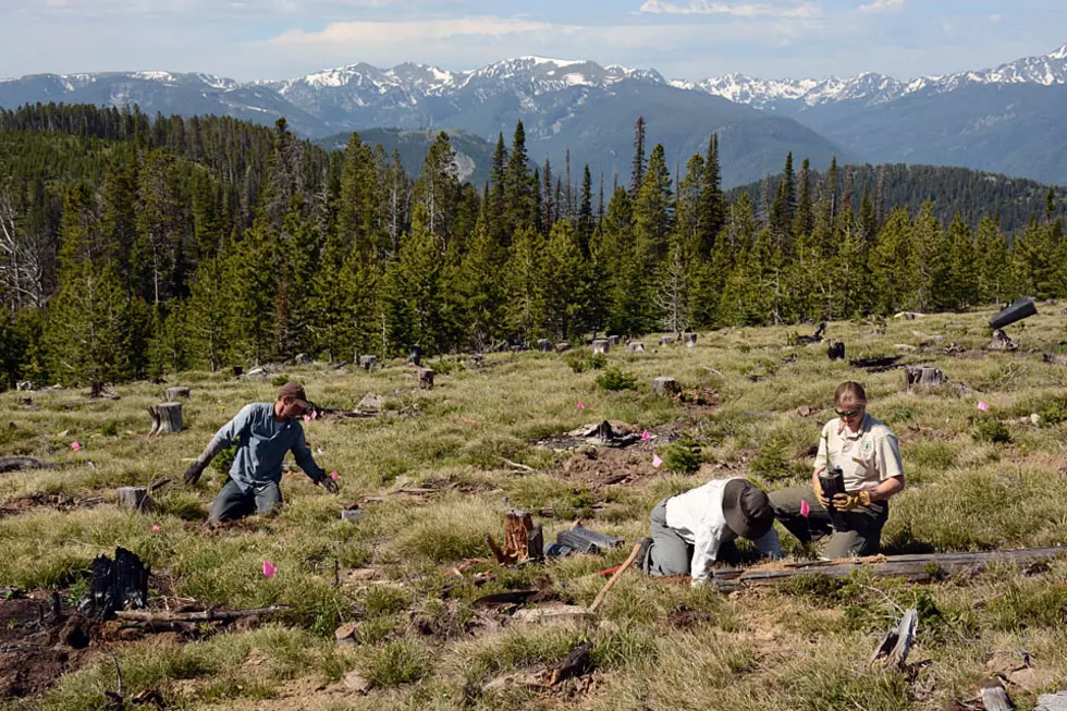 Should whitebark pine seedlings be planted in wilderness areas?