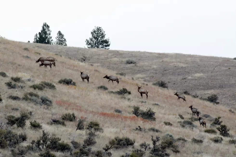 Missoula-area elk herds show dramatic population decline
