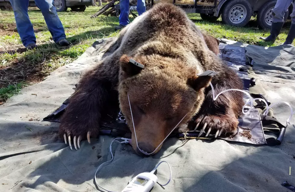 2 grizzlies relocated from Rocky Mountain Front to North Fork Flathead