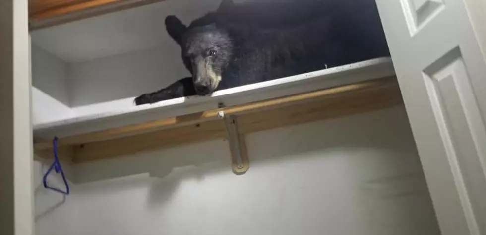 Black bear enters Butler Creek home, naps on mudroom shelf