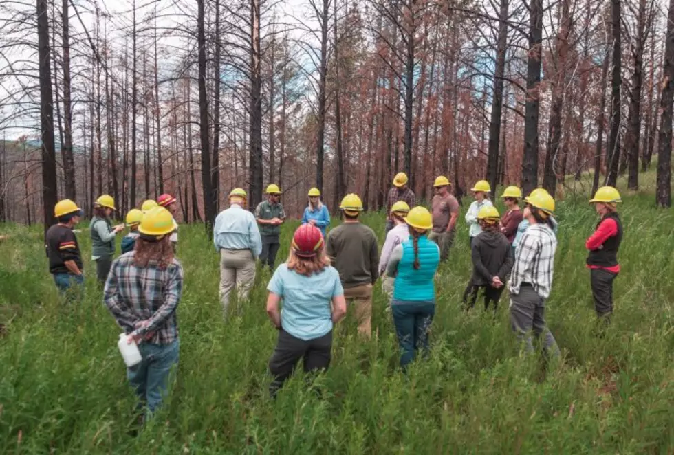 Public-private effort replants intensely burned acreage on Lolo Peak