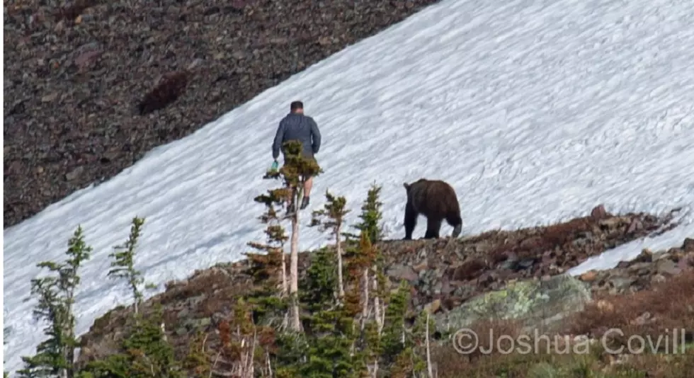 Glacier National Park: Hiker, grizzly have close encounter on Hidden Lake trail