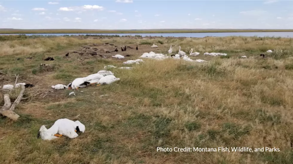 Hailstorm kills 11,000 birds at Big Lake Wildlife Management Area