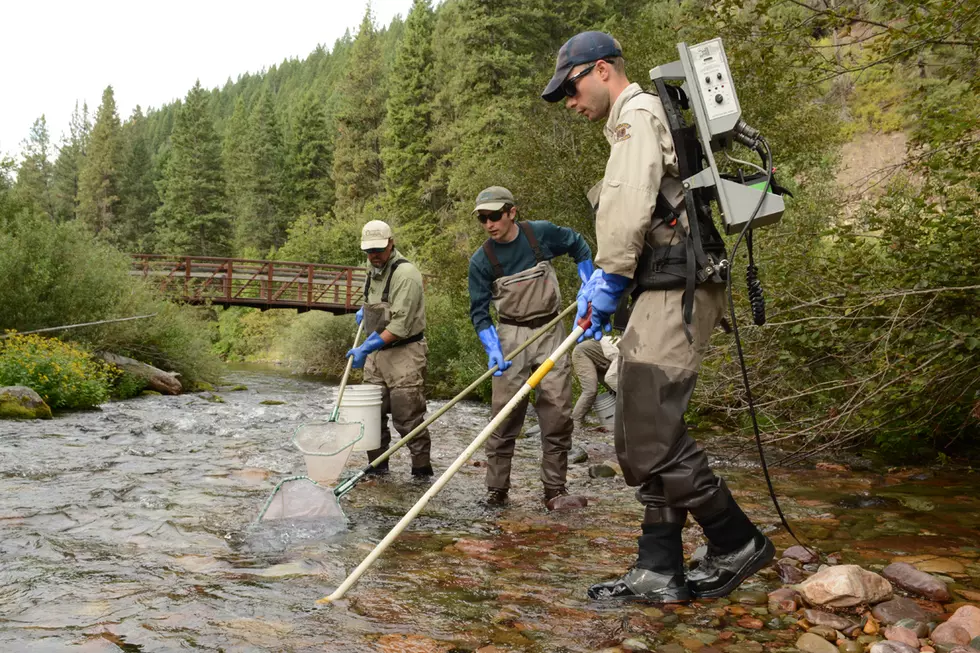 FWP hunts for bull trout in Rattlesnake Creek, hoping they can hang on