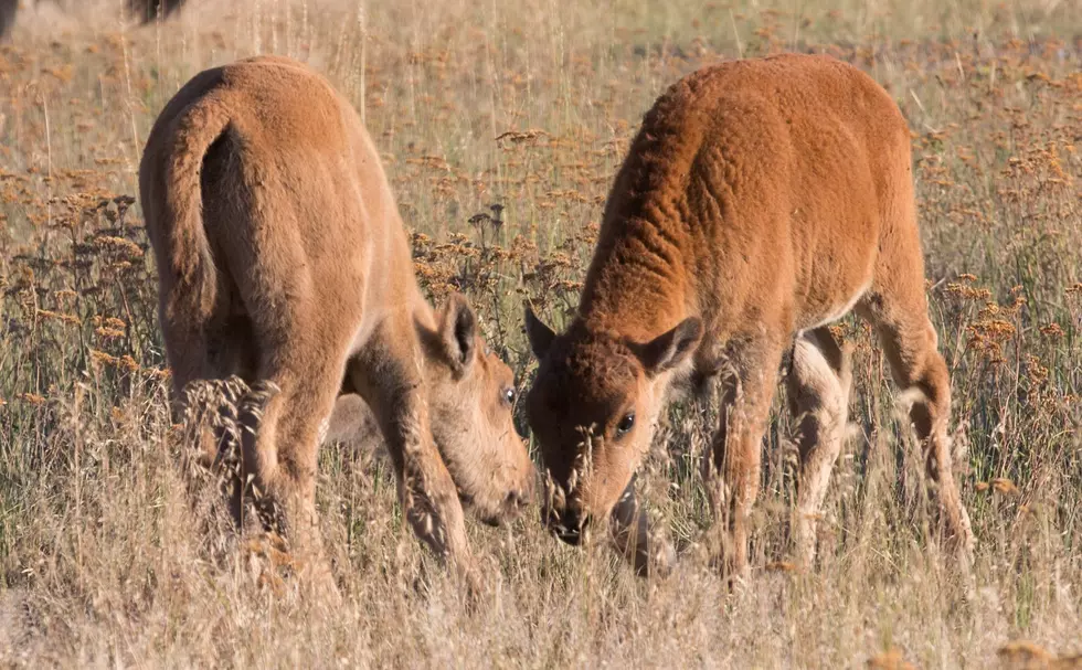 Wildlife, not visitors, take precedence at National Bison Range