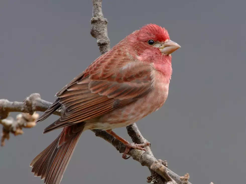 Ecological crisis: One-fourth of birds in U.S., Canada lost in last 50 years