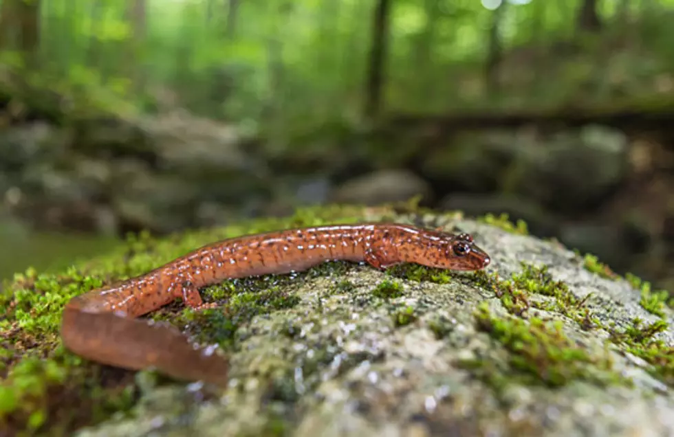 UM salamander research shows climate change effects, need for small stream protection