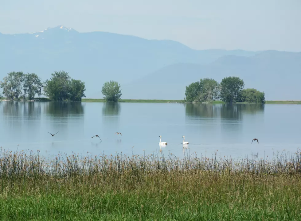 Climate change: Montana could lose half its bird species
