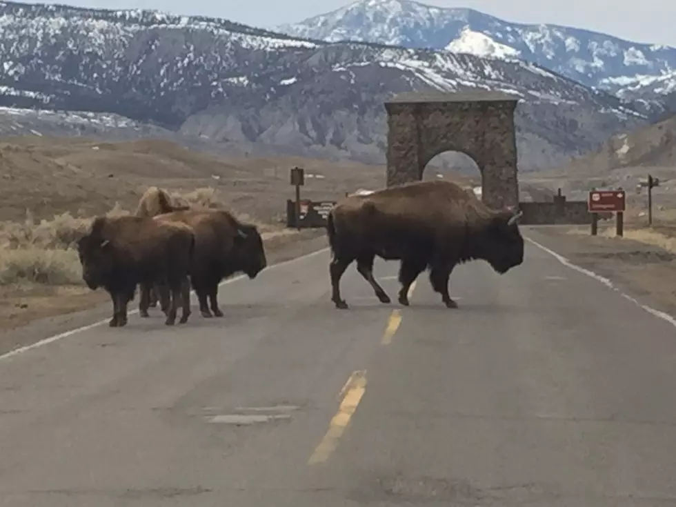 Yellowstone Park&#8217;s migrating bison can &#8216;reset&#8217; spring green-up