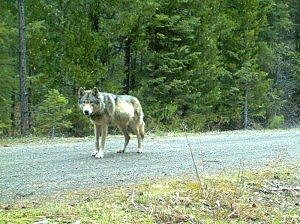 A wolf roaming the same area as OR 7 is seen in this undated Oregon Fish & Wildlife handout photo taken with a remote camera.  REUTERS/Oregon Fish & Wildlife/Handout