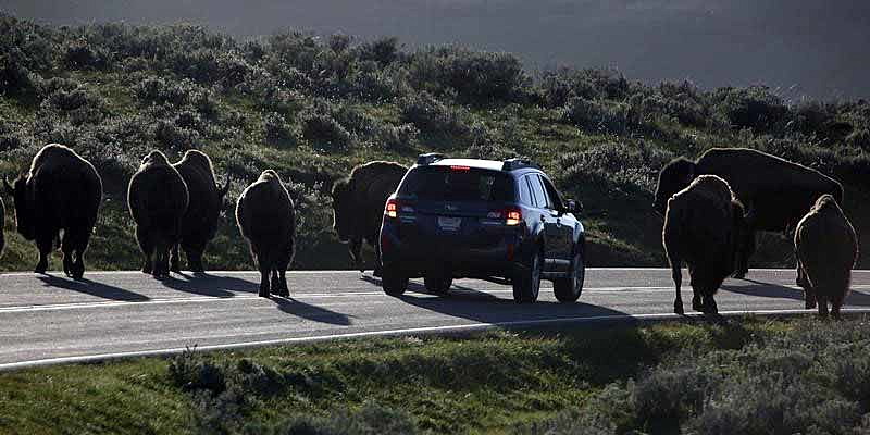 A car is stopped by a herd of bison crossing the highway in Yellowstone National Park, Wyoming, June 8, 2013. REUTERS/Jim Urquhart