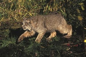 A Canada lynx is shown in this U.S. Fish and Wildlife Service handout photo.  REUTERS/Courtesy of U.S. Fish and Wildlife Service/Handout