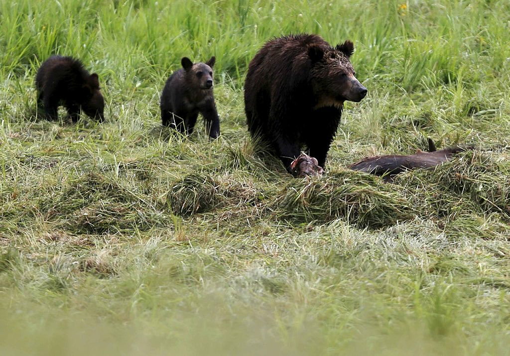 A grizzly bear and her two cubs approach the carcass of a bison in Yellowstone National Park in Wyoming, United States, July 6, 2015. REUTERS/Jim Urquhart/File Photo