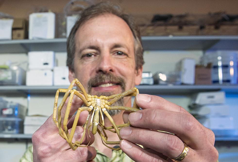 UM researchers make discovery on mysterious sea spiders