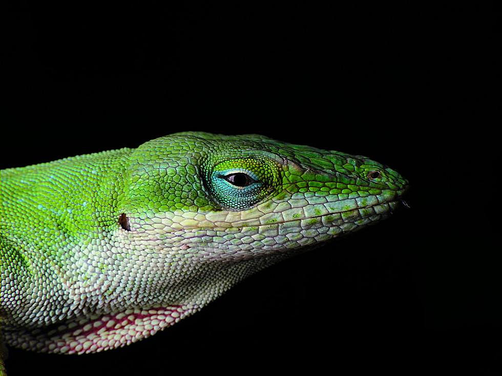 UM lizard study observes natural selection in single Southland winter