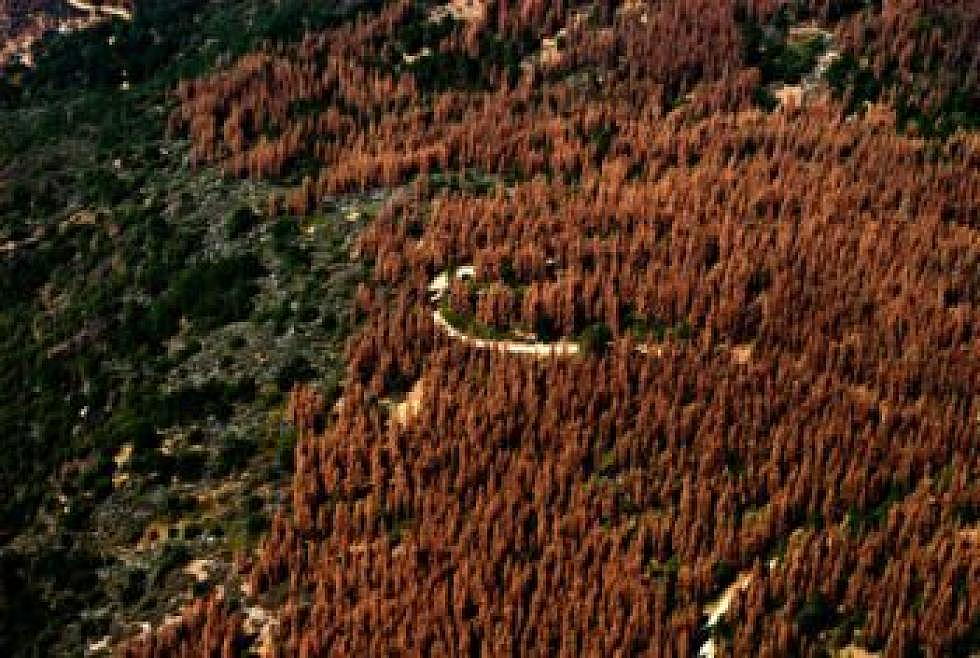 Beetle-killed trees lose timber value the longer they stand, study finds