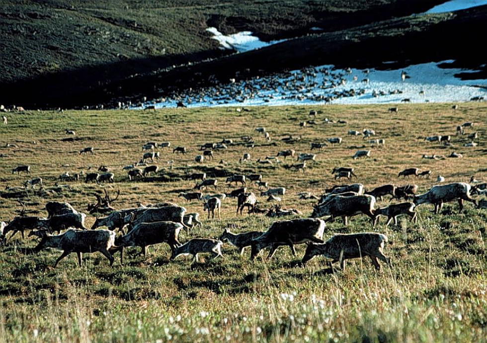 Tester letter unheeded: Republicans move closer to opening ANWR to drilling