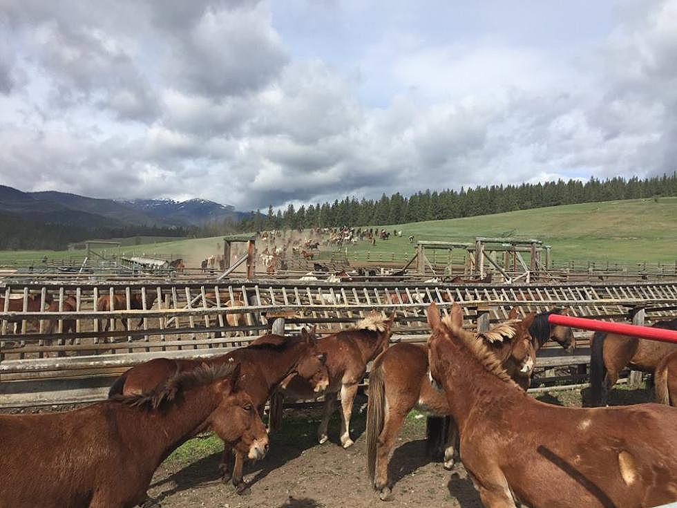 Ninemile Ranger District home to 200 horses, mules for winter