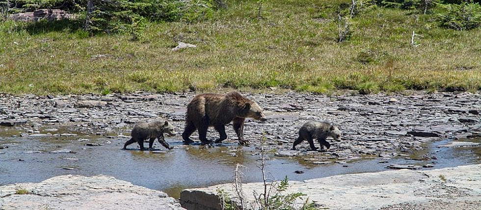 Lolo, Flathead, Kootenai, Helena: Grizzly bears the focus of forest plan amendments