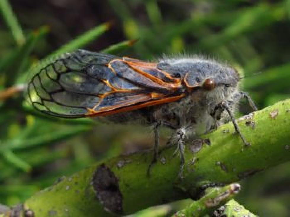 Life on Earth: UM researchers find crazy blend of beneficial bacteria in cicada insect