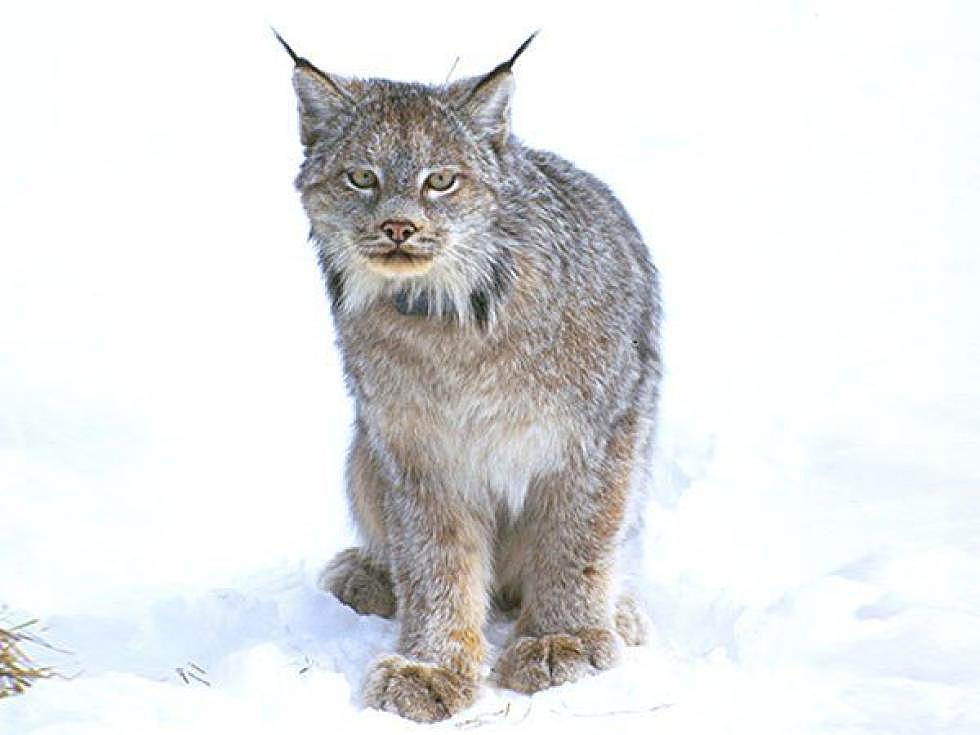 Feds reverse course, seek to remove lynx from endangered species protections