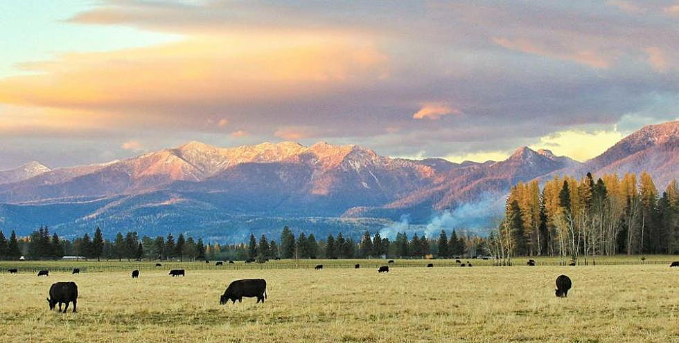Montana farmers, ranchers brace for retaliatory Chinese tariffs
