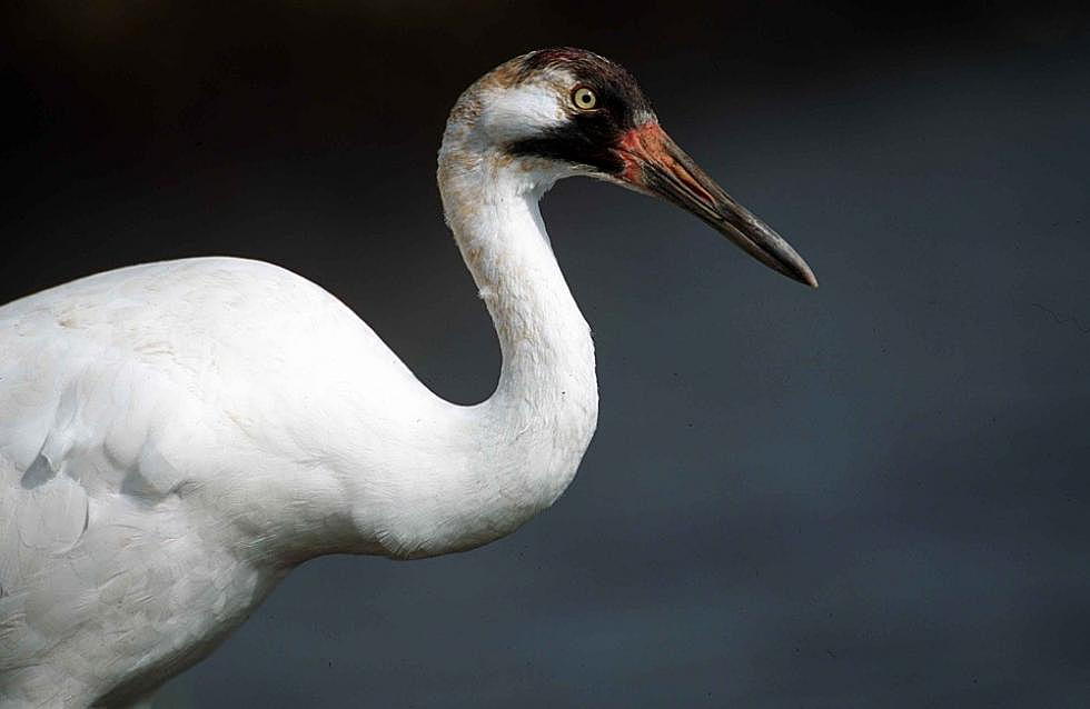 Scientists strategize to help protect critically endangered whooping cranes