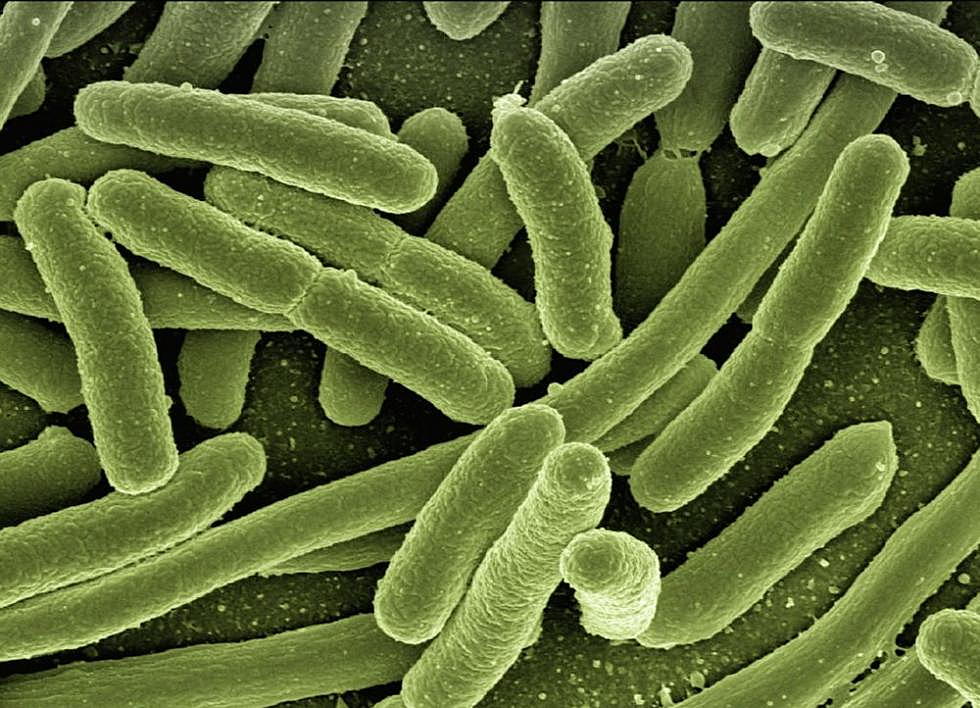 E. coli bacteria linked to Arizona lettuce sickens Missoula County residents