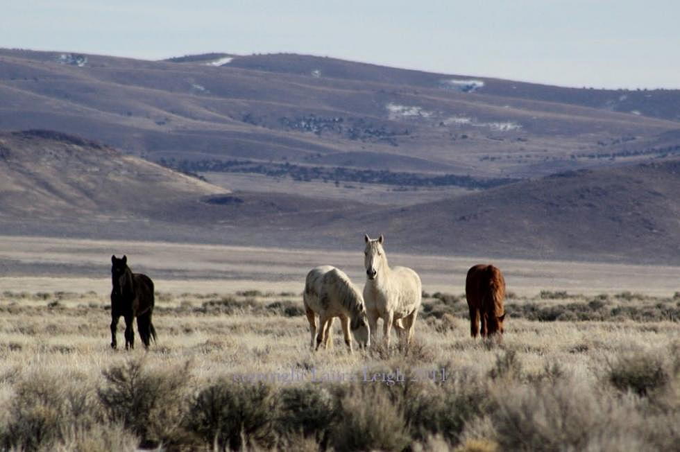 Friends of Animals files suit to protect wild Pryor Mountains mustangs