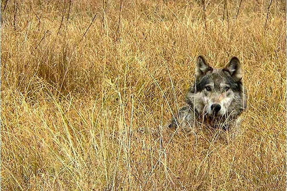 FWP: Montana wolf population stabilizing at new, post-hunting levels